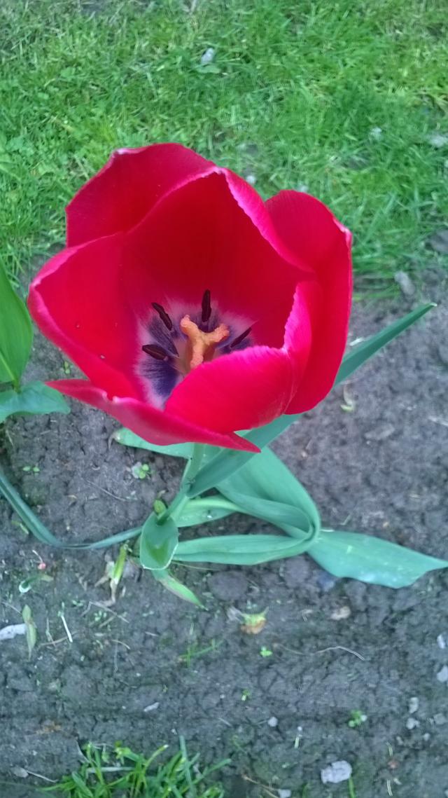 tulipsss