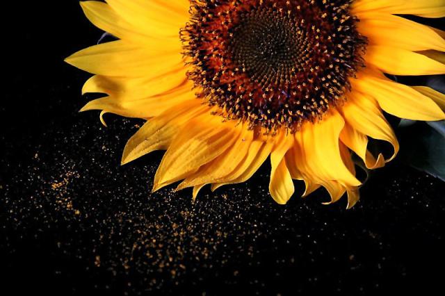 ... sunflower ...