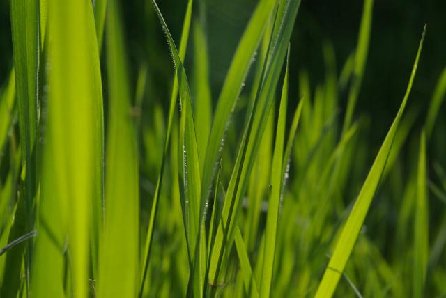 grasslands