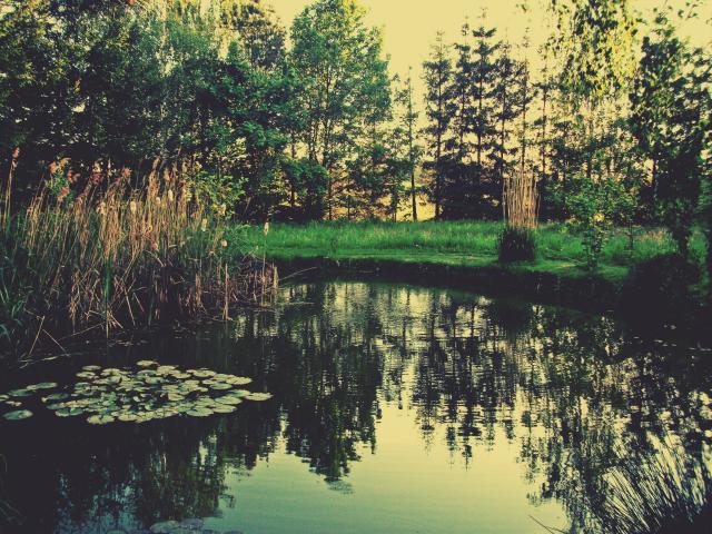 My beautiful garden