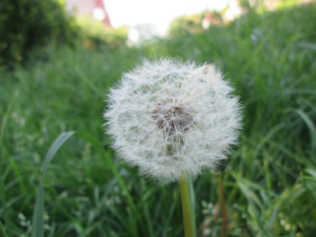 natural #5