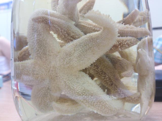 Wpis nanaosakii