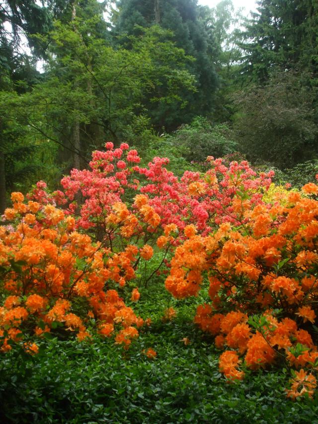 kwiaty w ogrodzie botanicznym 