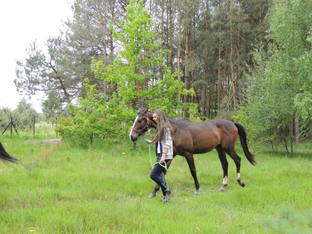 Wpis horsemember