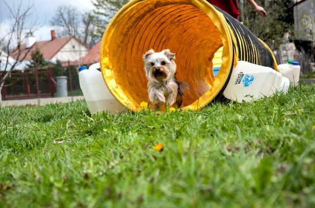 Agility 