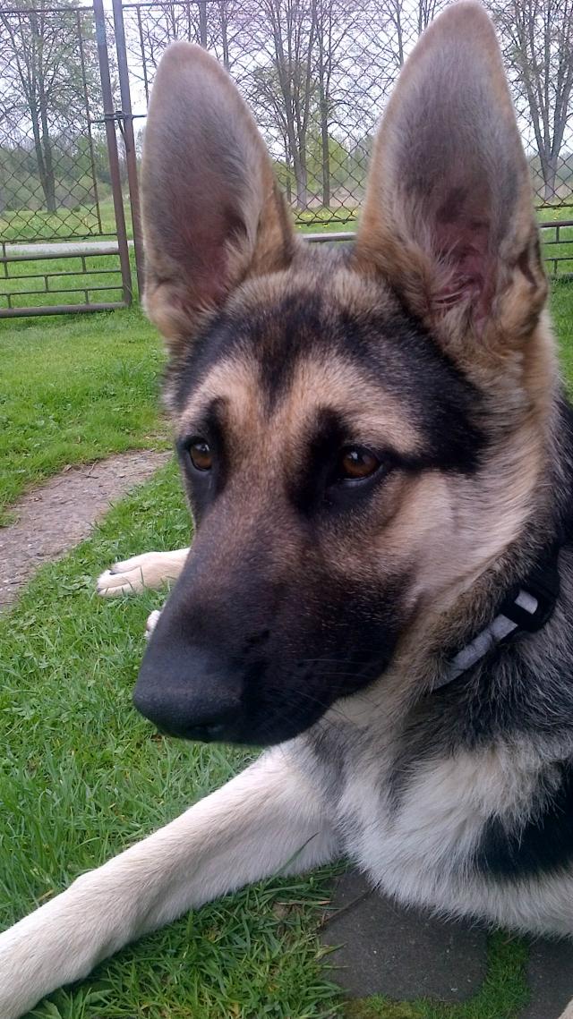 Rex 