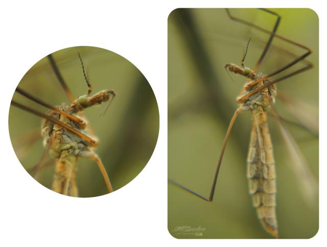 Komarnica.