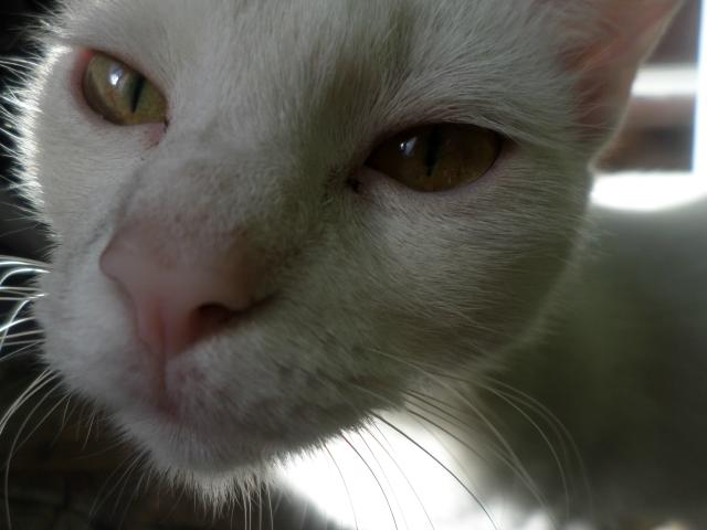 Biay Miau..