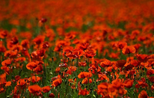 red flowers