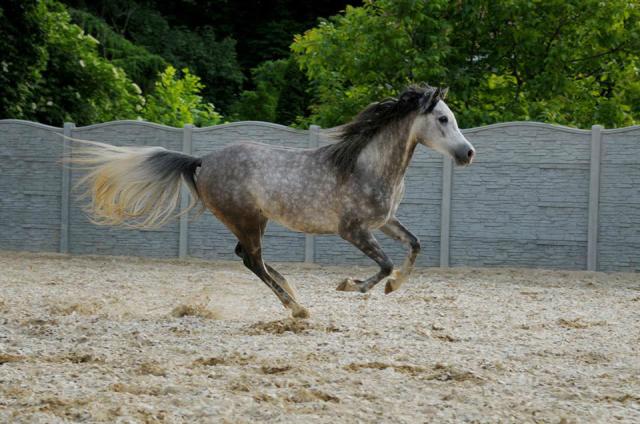 Wpis horseracing