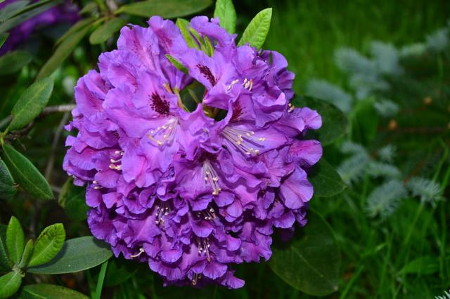 Rododendron