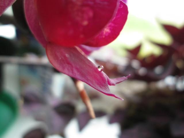 drop.