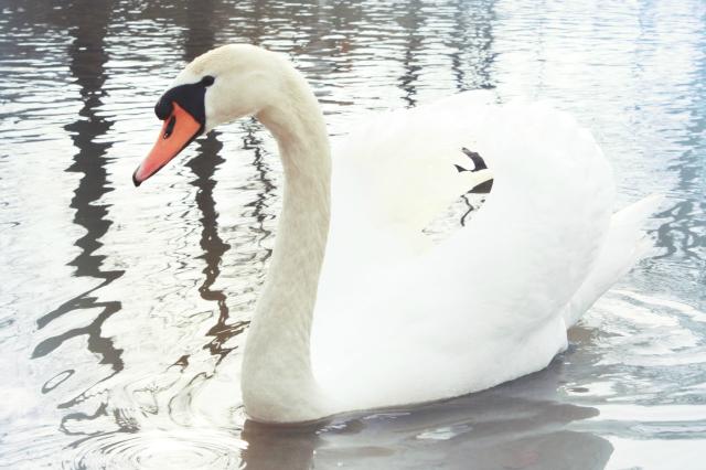 Wpis nierusz