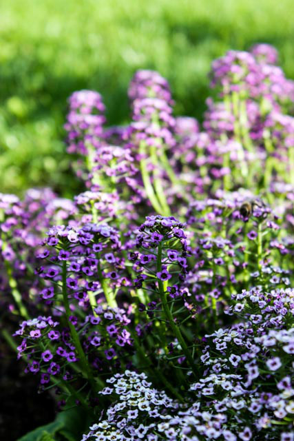 purple