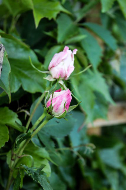 roses