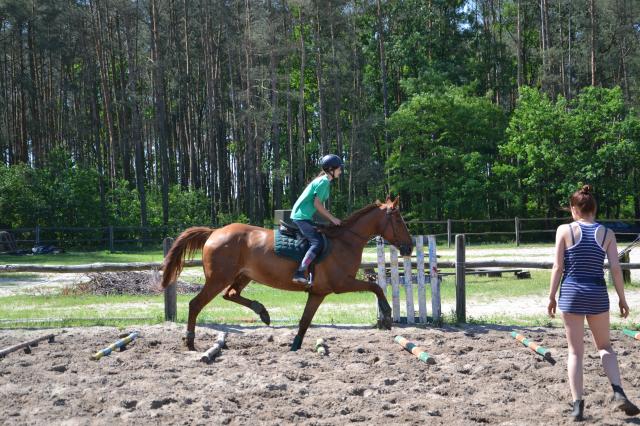 Wpis horsemember