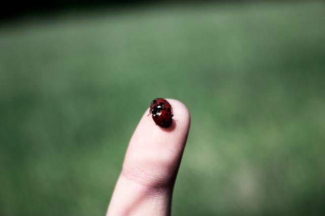 biedronki (: