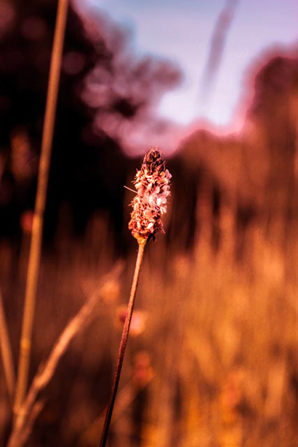 in evening sun