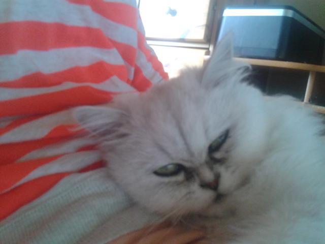 LOLA