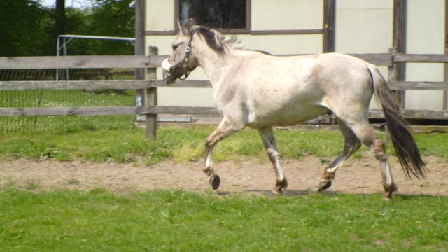 Wiking :****