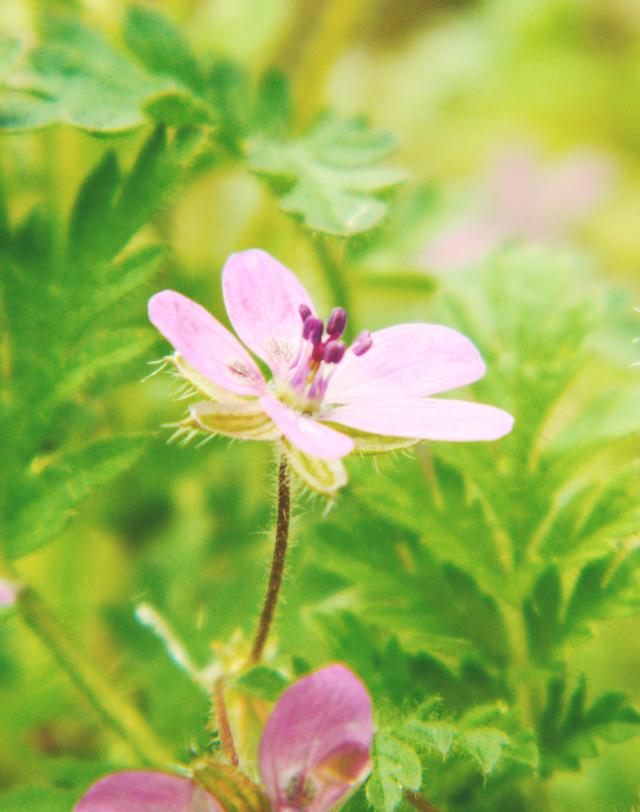 Pink&Green