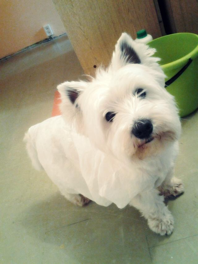 Fluffy ! 