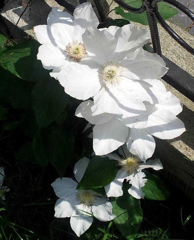 Clematis.