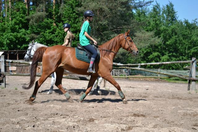 Wpis horsemember