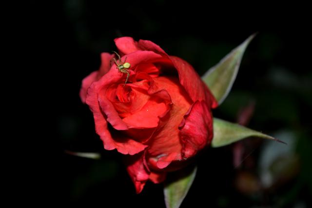 Wpis fotolovee08
