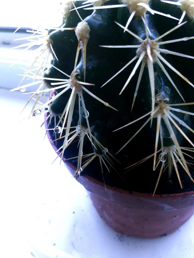 Wpis anienormalna