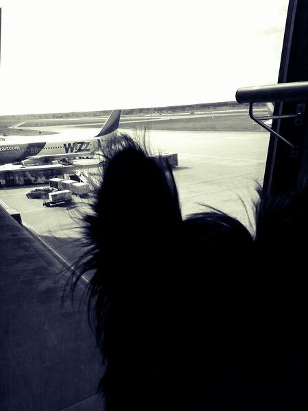 Wpis lovehangoover