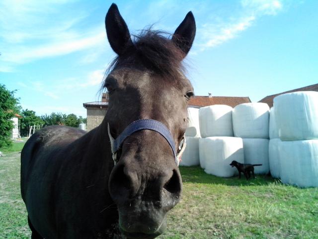 Linka