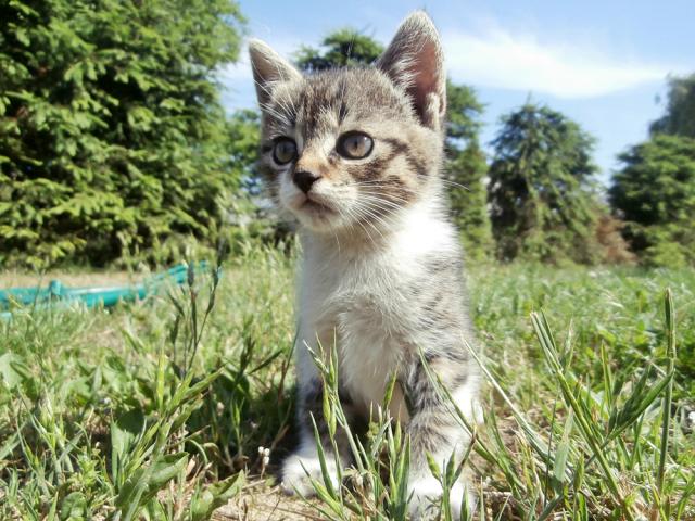 kote 