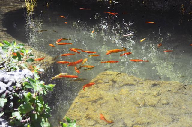 souls swimming in a fishbowl