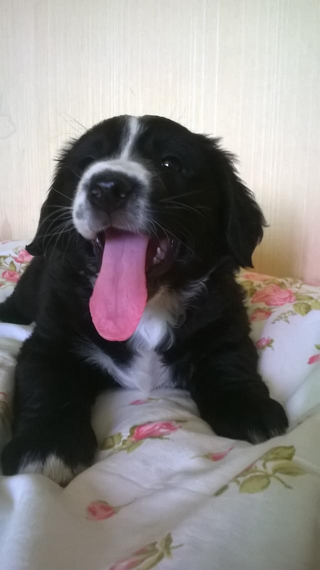 Kazik  