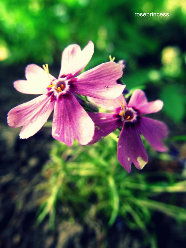 Wpis roseprincessxx