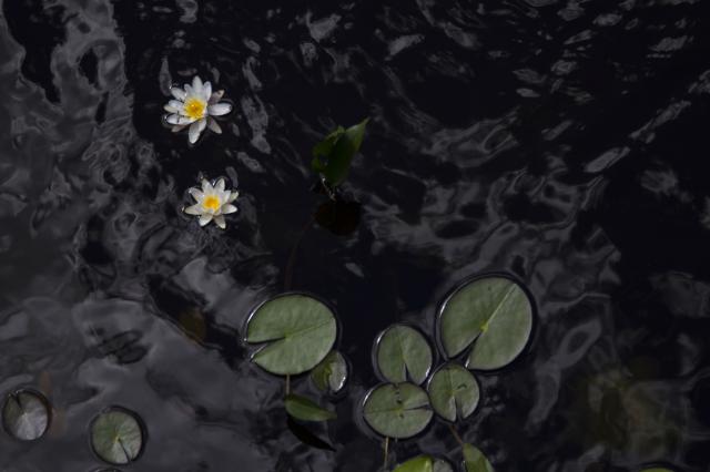 Flower and water...