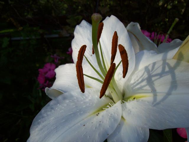 Wpis photography96