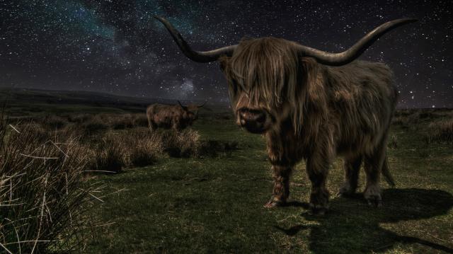 Gentle beast at night