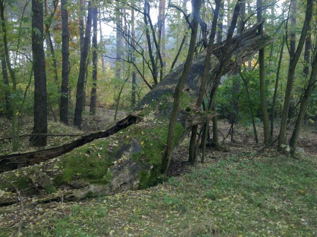 Insirujce drzewo