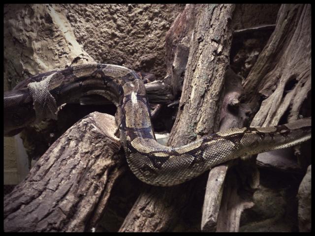 Wpis nanaosakii