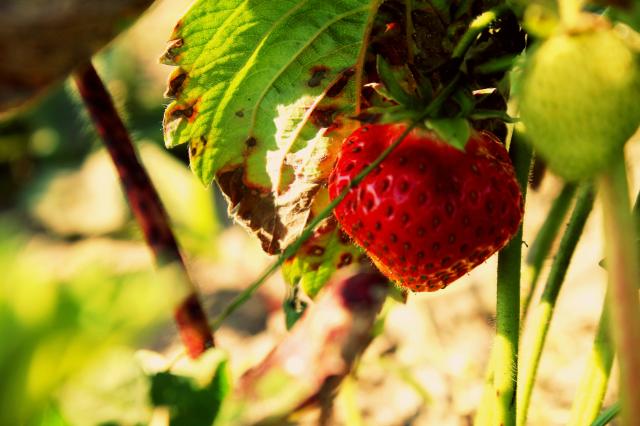 Strawberry 