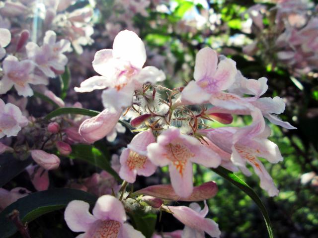 flowers.