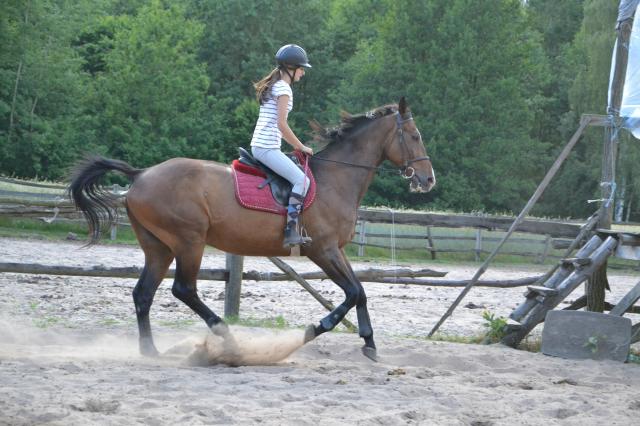 Wpis horsemember