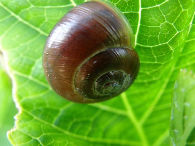LIMACZEK ;)