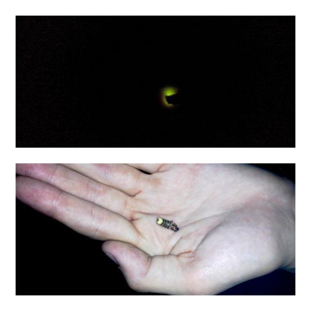 wietlik/The soul of night