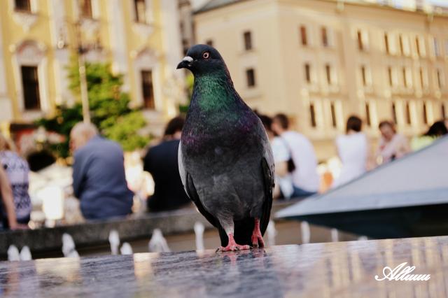 Mr. Pigeon