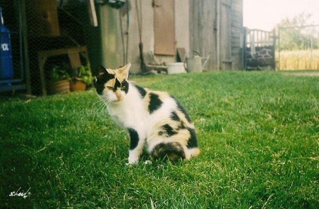 art/cat/love