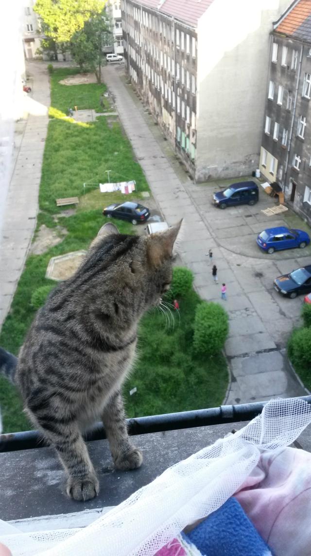 Wpis woligitaremieczazone