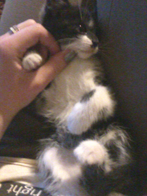 Sensi
